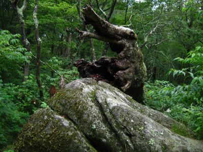 Interesting Root
Bald Mountain Trail, 
July, 2011
