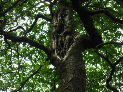 Roots Growing In Hollow Place
Little Bald Mountain,
July, 2011
