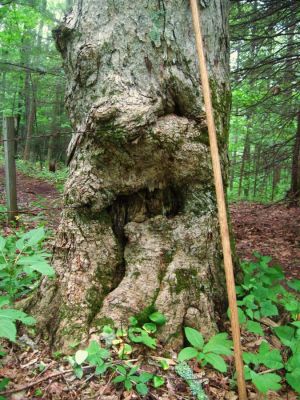 Barbed Wire
Near Whistling Gap,
July, 2011
