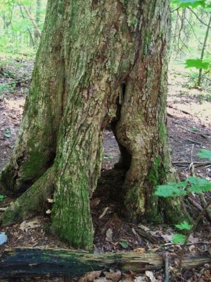 Hollow Base
Near Whistling Gap,
July, 2011
