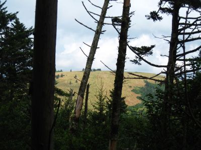 View Of Round Knob
From the Roan High Knob Trail,
8-2011
