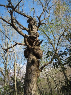 Hell Hollow...
Sampson Mountain Wilderness
April, 2010
