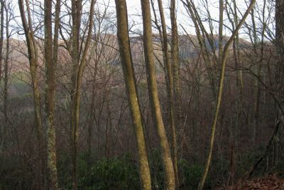 View From Middle Spring Ridge Trail
View from gap--Obscured view of the Cassi Hollows and Rich Mountain.
12-3-2011
