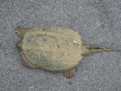 Big Pond Turtle
May, 2010

