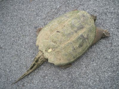 Big Pond Turtle
May, 2010
