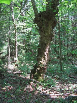 Rugged Tree
On Flattop Mountain, 
June, 2010
