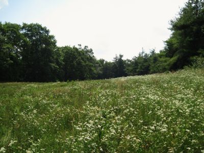 Meadow on Flattop Mountain
June, 2010
