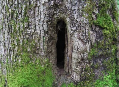 Hollow Tree
Near Spivey Gap,
July, 2010
