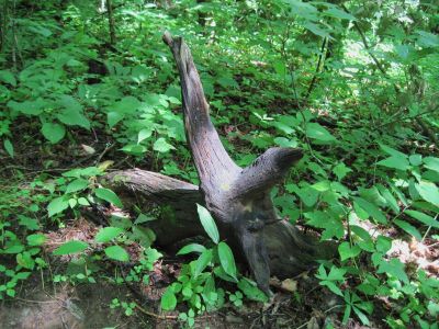 Star-Shaped Root
...near Sam's Gap,
July, 2010
