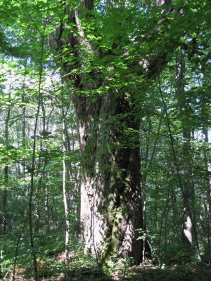 Very Old Tree
Another very old tree near the Shelton Memorial,
Coldspring Mountain,
august, 2010
