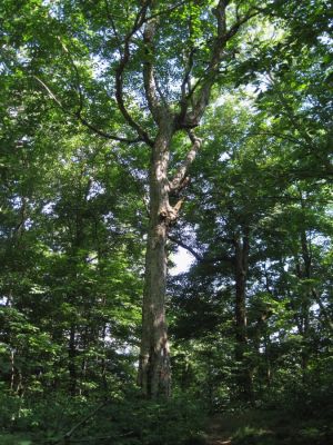 Awesome Tree
I always look forward to seeing this tree whenever I climb the Coldspring mountain from Flint Gap, since this tree is at the top of the ridge.  Have sat under this tree several times, resting.
August, 2010
