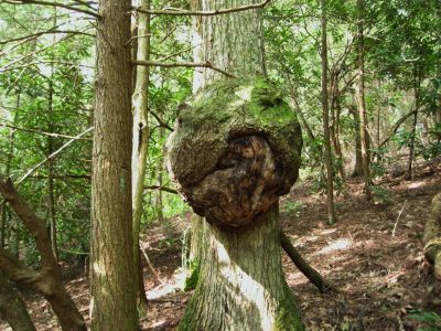 Gnarly Growth
Tree near Indian Grave Gap,
Unaka Mountain,
August, 2010
