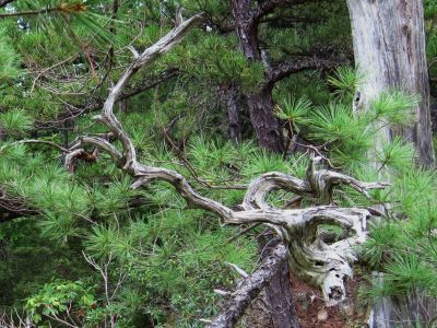 Spooky Branch
snuck up beside me while I wasn't looking.
Jones Branch Overlook,
August, 2010
