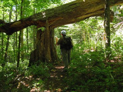 Huge Fallen Tree
Rat Patrol admires the widow-maker on Coldspring Mountain,
September, 2010
