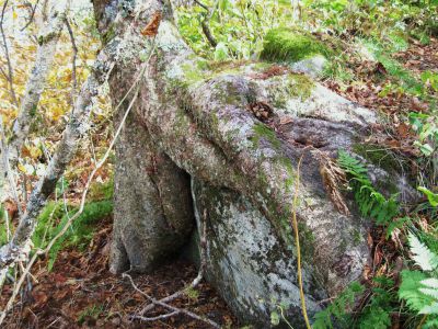 Growing Over Boulder
Little Bald Mountain
October, 2010
