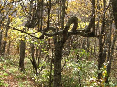 Twisted Tree
...near Summit of Little Bald Mountain,

October, 2010
