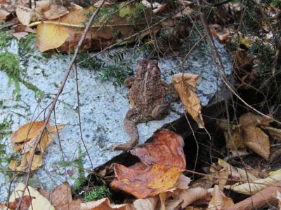 Toad
Rocky Fork,
October, 2010
