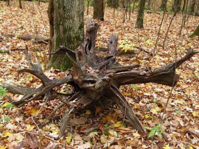 Gnarly Roots
Unaka Mountain,
October, 2010
