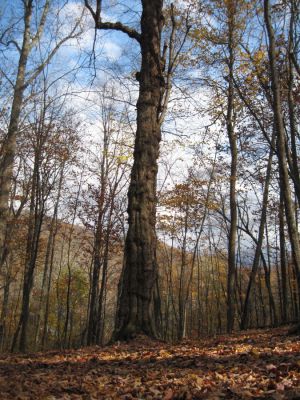 Impressive Tree
Unaka Mountain,
October, 2010
