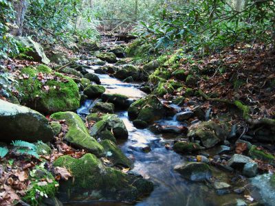 Sill Branch
10-31-2010
