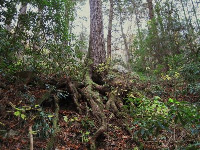 Massive Roots
Jones Branch,
November, 2010
