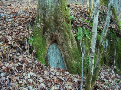 Consuming Boulder
Sugarloaf Branch Trail,
November, 2010
