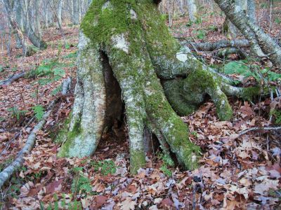 Squid-like Roots
Divide Mountain,
November, 2010
