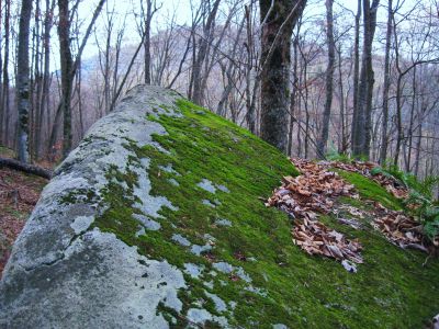 'Fish Rock'
Top of the boulder
Divide Mountain,
November, 2010
