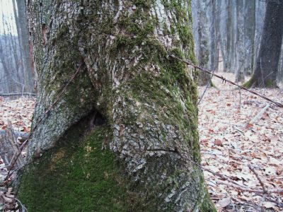 Consuming Barbed-Wire
Sugarloaf Gap,
November, 2010
