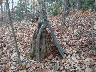 Future Gnarly Tree
How Gnarly Root-Trees Are Born...
Sugarloaf Branch,
November, 2010
