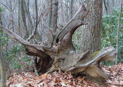Gnarly Roots
Sugarloaf Branch,
November, 2010

