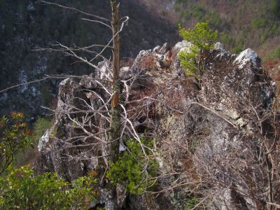Whitehouse Mountain Cliffs
More views of the amazing rock spine.
Rocky Fork Area,
December, 2010
