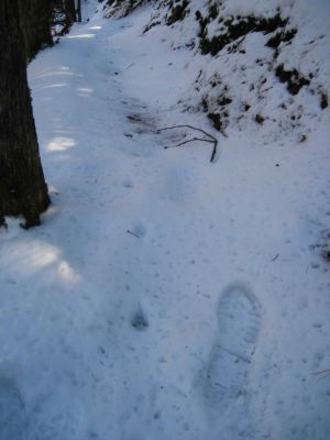 Animal Tracks
Boot track following coyote tracks in snow,
Devil's Creek Gap,
1-29-2011

