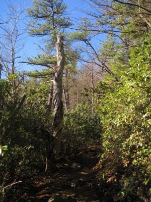 Old Tree
ascending Buzzard Roost Ridge,
2-19-11
