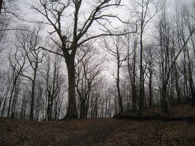 Large Tree
near Frozen Knob on Rich Mountain,
3-5-2011
