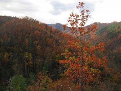 View From Big Pine Ridge
View of the 'other part' of Big Pine Ridge
(it is spread out) with Longarm Ridge in background.
Ascending Big Pine Ridge Knob.
October, 2011
