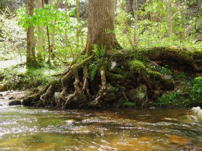 Roots Beside Creek
Jennings Creek Trail,
4-16-2011
