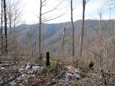 Top of Big Pine Ridge Knob
and more of Sampson Mountain in the distance,
January 2010
