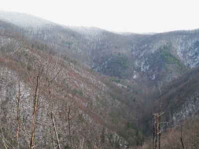Views from Big Pine Ridge
The right forks of Sill Branch.
January 2010
