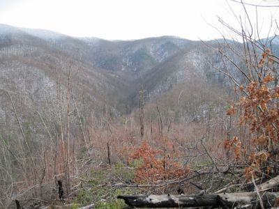 View from Big Pine Ridge Knob
View from 'The Volcano'...the right forks of Sill Branch on the left, and the 2nd knob ('The Pyramid') straight ahead.
January 2010
