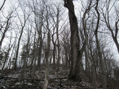 Climbing Big Pine Ridge Knob
Steep Steep Steep...
January 2010
