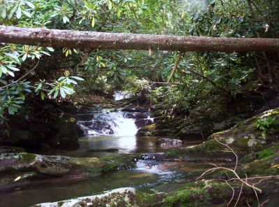Cascades on Red Fork Branch
...just above the falls,
August 2009
