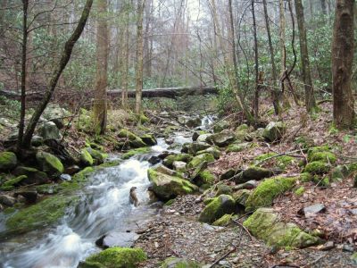 Trail beside Clarks Creek
Deep in the Sampson Wilderness,
2-24-2010
