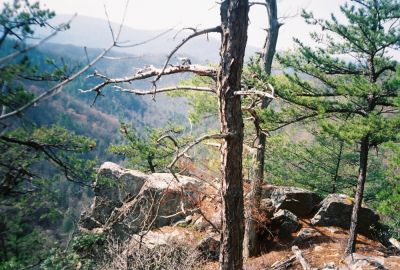 Jones Branch Overlook
March 2009
