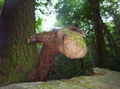 Moose-Head Tree Root
Near Blue Hole Falls on Holston Mountain,
August 2009
