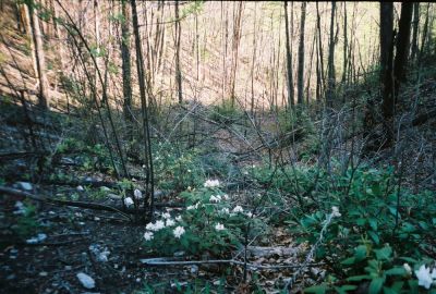 The 'Volcano'
Mountain Laurel Blooming in the 'Half-Pipe Hollow' leading up to the 'Volcano', May 2009
