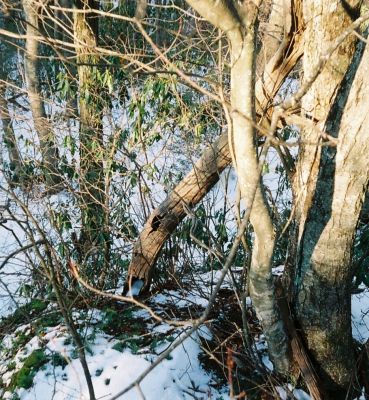 Old Log
Gnarly Old Log on the 'Shinbone Rock' on Sugarloaf Ridge near Spivey Gap

