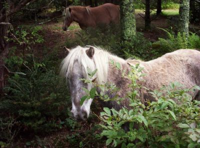 Wild Ponies
On Mount Rogers,
9-09
