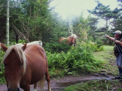 Wild Ponies
On Mount Rogers,
9-09
