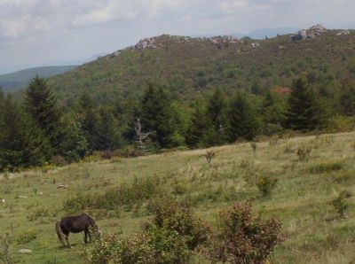 Virginia Highlands
Pony near Massie Gap,
9-09
